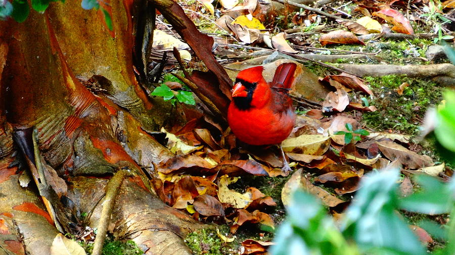 Cardinal Hunting Photograph by Alan Lakin