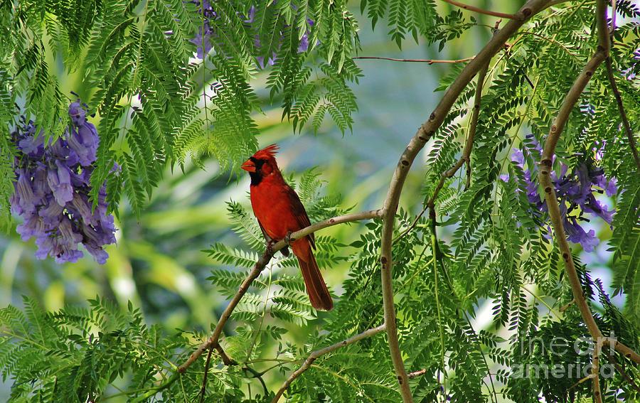 Cardinal in a Jacaranda Tree Photograph by Craig Wood
