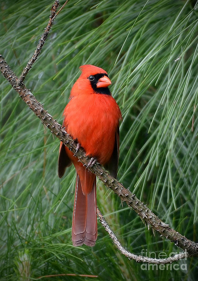 Cardinal In A Pine Tree Photograph by Kathy Baccari