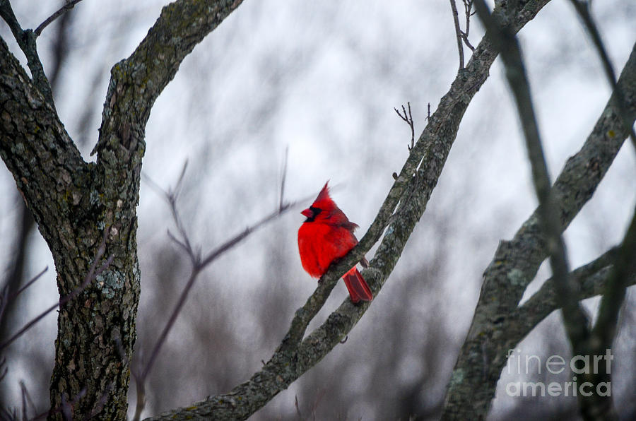 Cardinal In A Snow Storm Photograph by Mary Carol Story