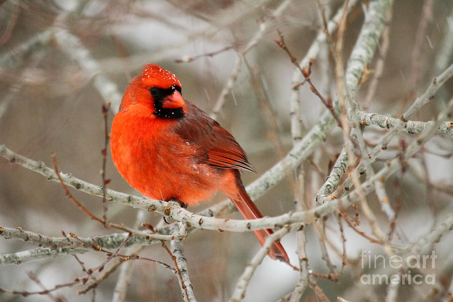 Cardinal in a Snowstorm II Photograph by Butch Lombardi