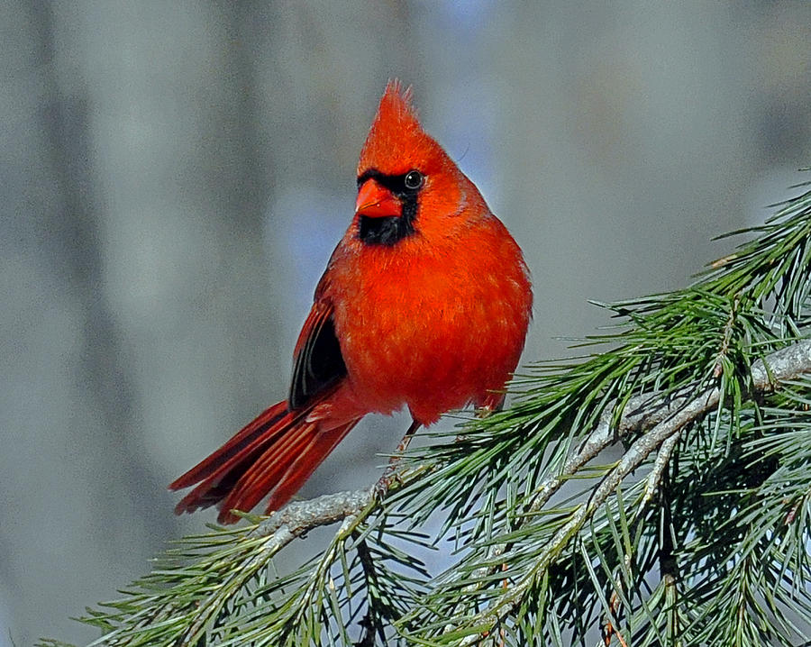 Cardinal in an Evergreen Photograph by Rodney Campbell