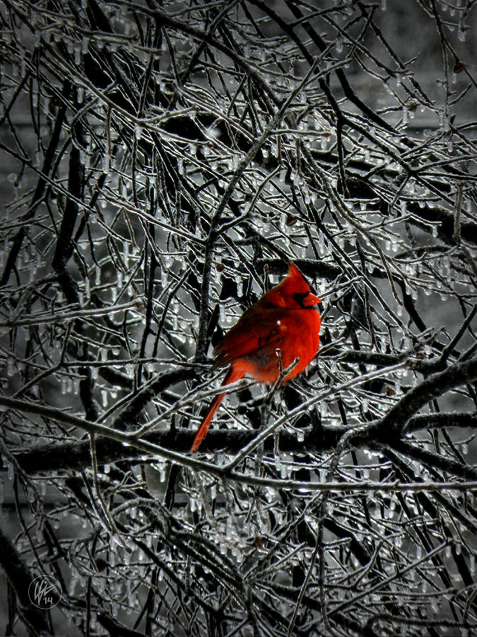 Cardinal in an Ice Storm 001 Photograph by Lance Vaughn