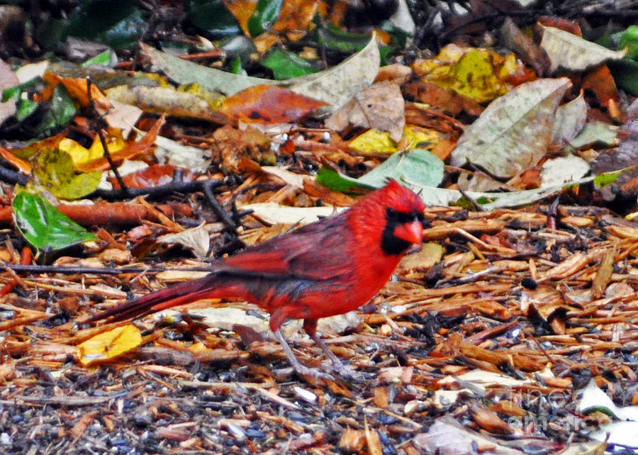 Cardinal in Autumn Photograph by Lydia Holly