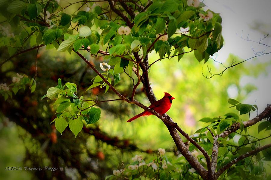 Cardinal in Dogwood Photograph by Tara Potts