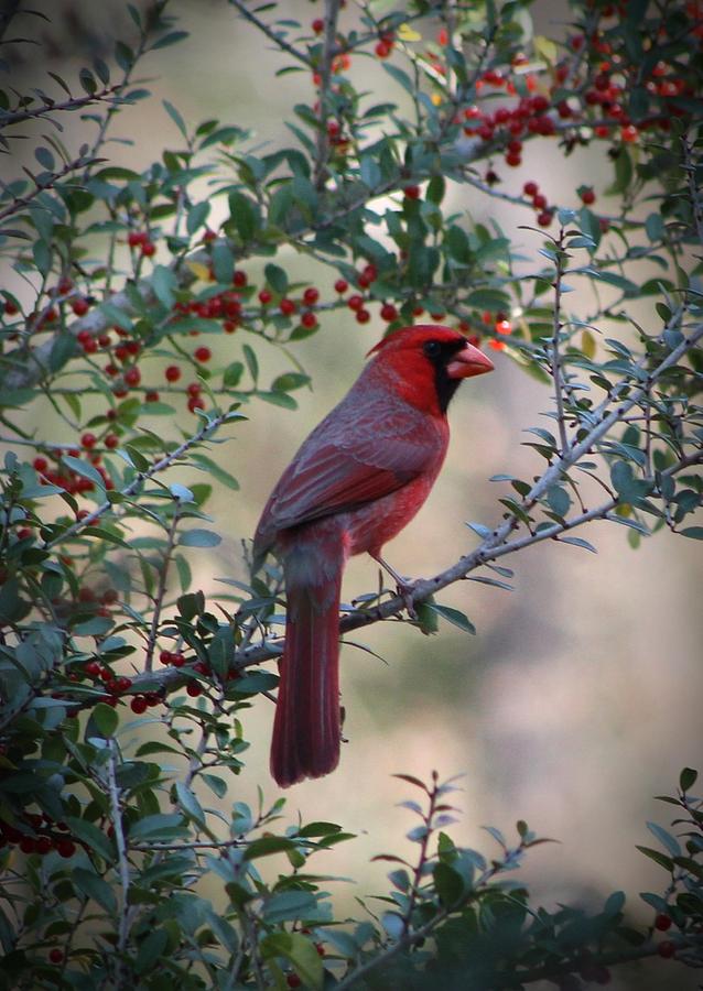 Cardinal in Fayetteville Texas Photograph by Beth Wiseman