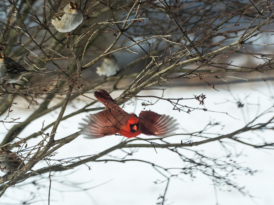 Cardinal in Flight Photograph by Holden The Moment