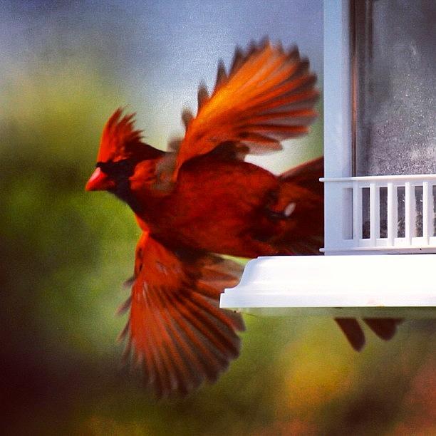 Wildlife Photograph - Cardinal In Flight Taken With My Canon by Lisa Thomas