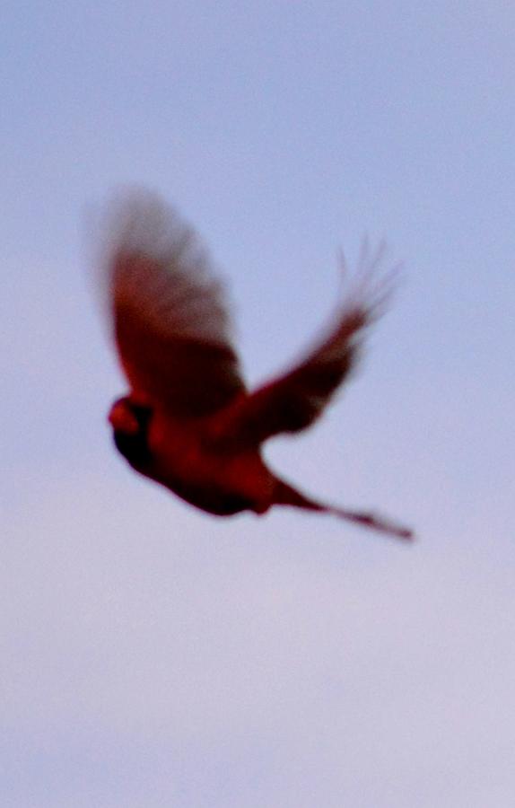 Cardinal in Flight Photograph by Tamara Michael