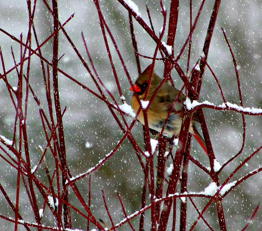  More Snow Photograph by Barbara S Nickerson