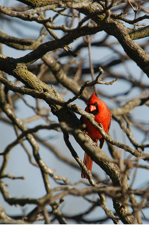 CARDINAL IN MY TREE - Cropped Photograph by Janice Adomeit