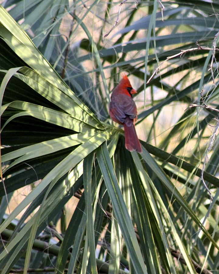 Cardinal in Palmetto Tree Photograph by Jeanne Juhos