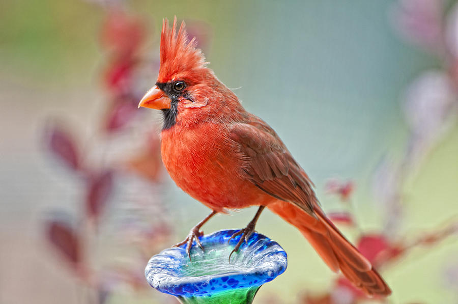 Cardinal Photograph - Cardinal in Pats Garden by Bonnie Barry