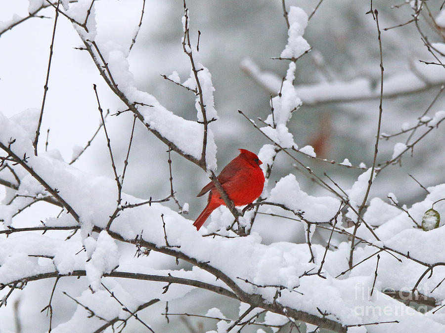 Cardinal in Snow 5493 Photograph by Jack Schultz