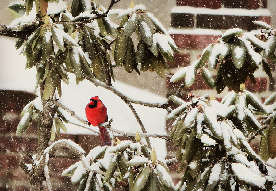Cardinal In Snow Photograph by Beth Ferris Sale