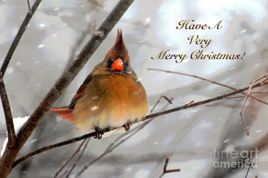 Cardinal In Snow Christmas Card Photograph by Lois Bryan