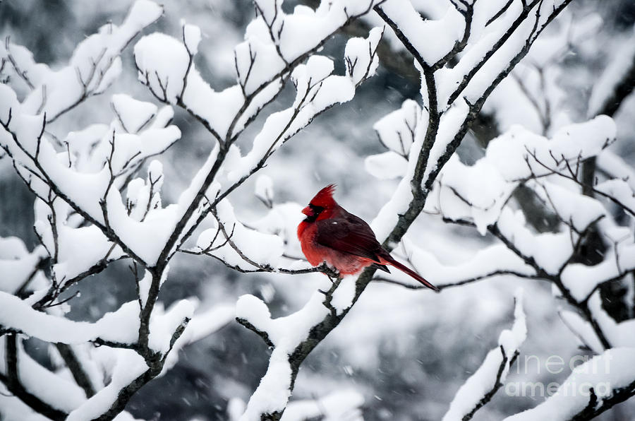 Cardinal In Snow Covered Tree Photograph by Mary Carol Story