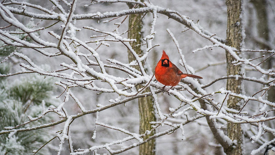 Cardinal in Snow Photograph by David Kay