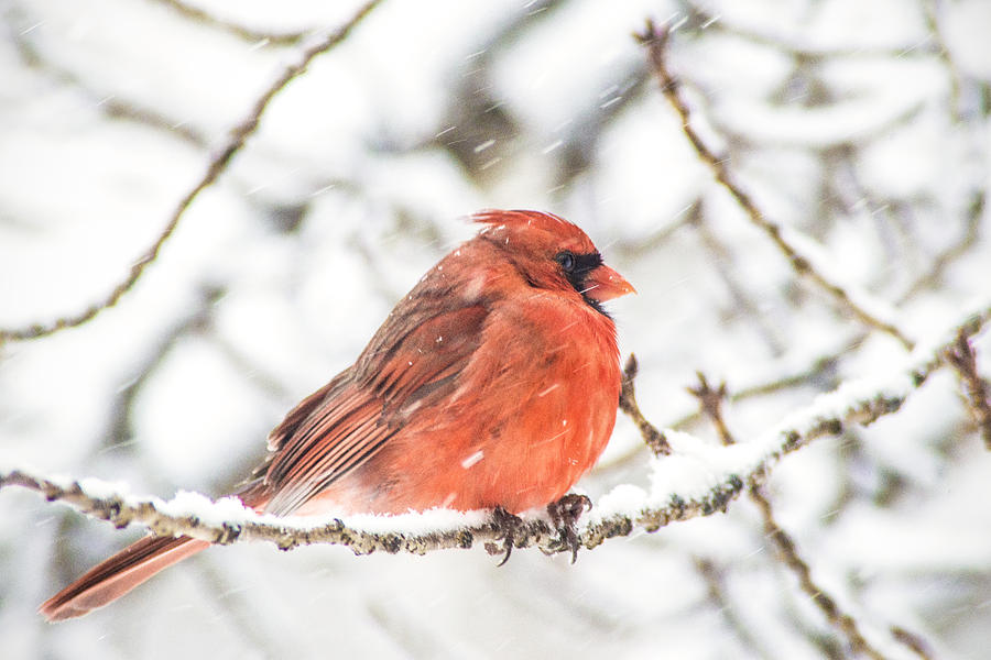 Cardinal in Snow Photograph by Don Johnson