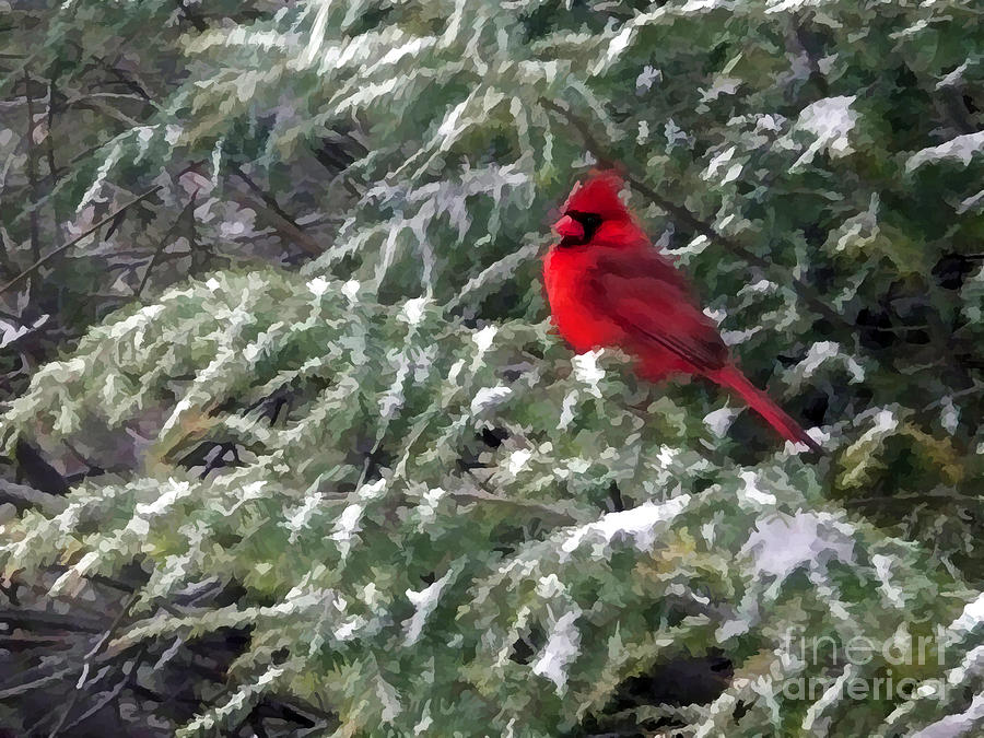 Cardinal in Snow Digital Art by Jayne Carney