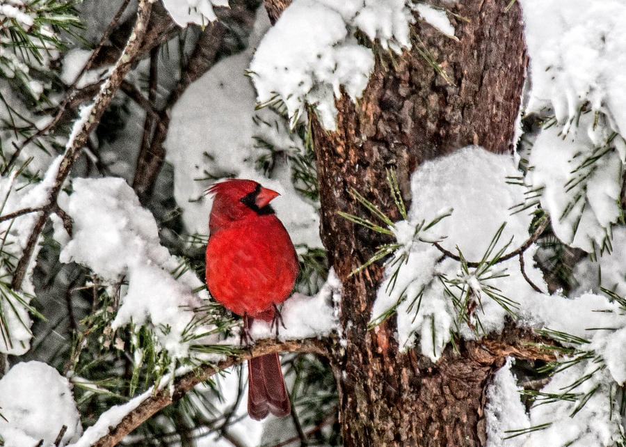 Cardinal In Snow  Photograph by Lara Ellis
