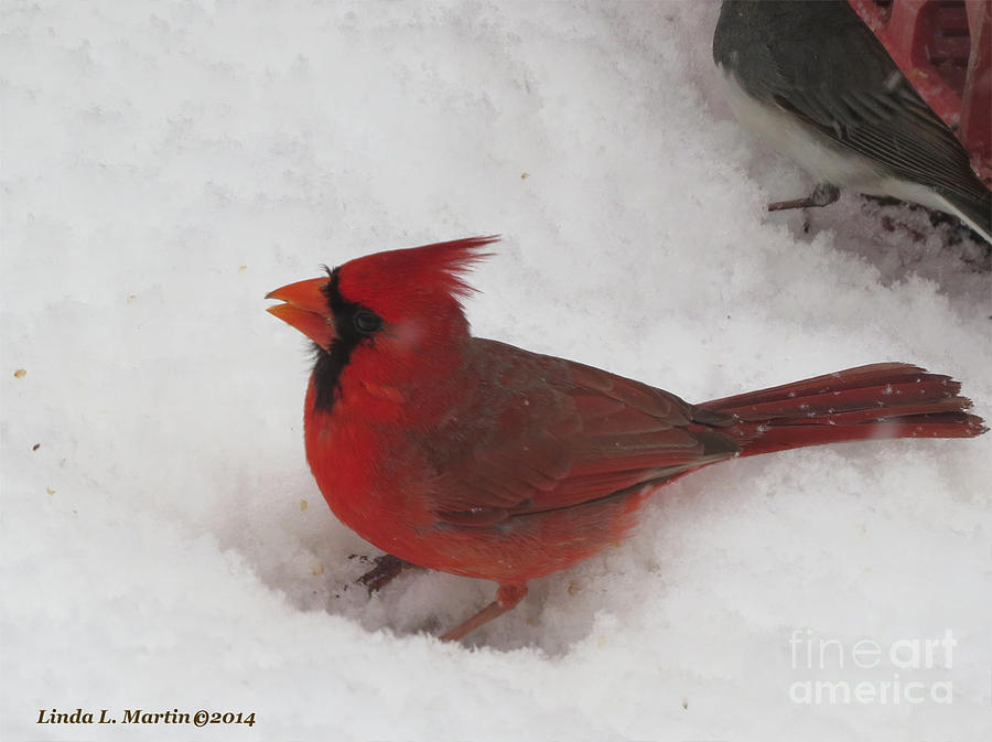 Cardinal in Snow Photograph by Linda L Martin