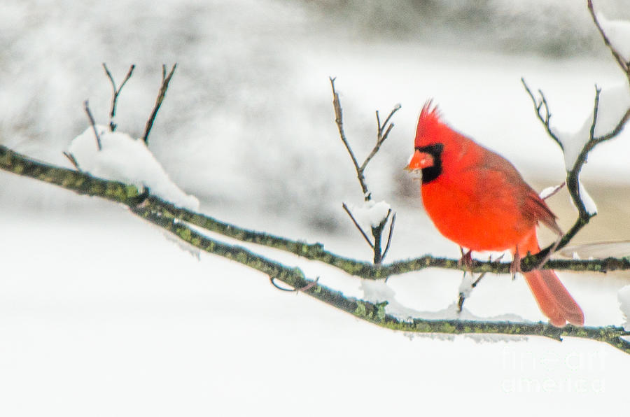 Cardinal In Snow Photograph by Mary Carol Story