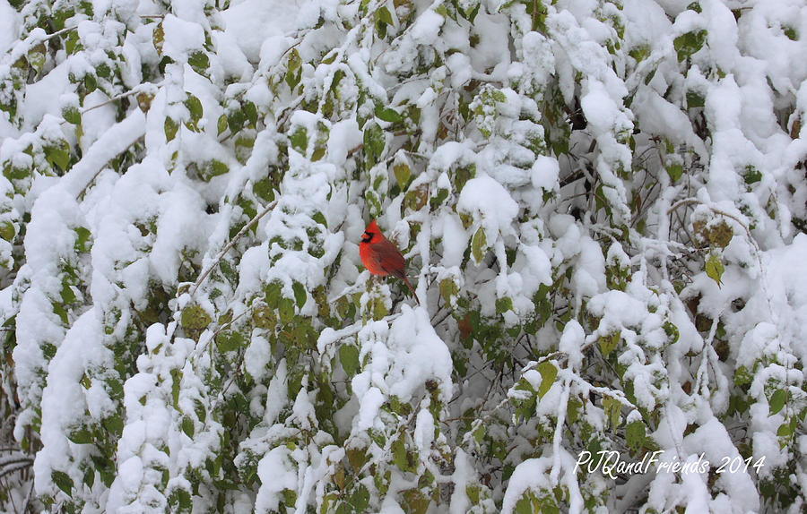 Cardinal in Snow Photograph by PJQandFriends Photography