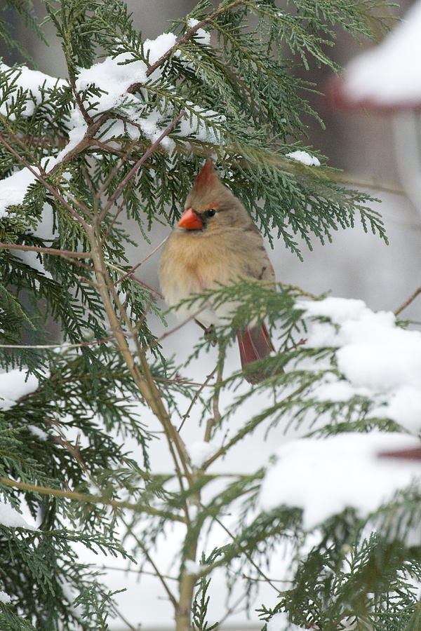 Cardinal in Snow Photograph by Robert Camp