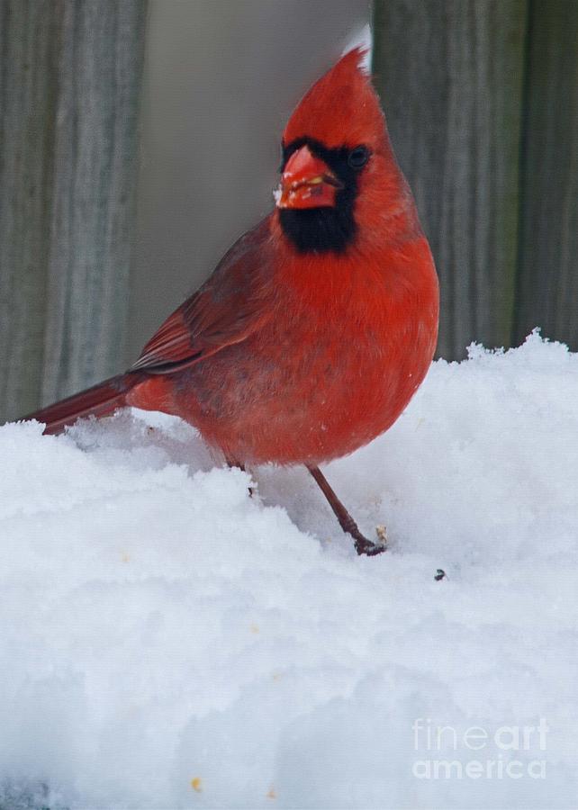 Cardinal in Snow Photograph by Sandra Clark