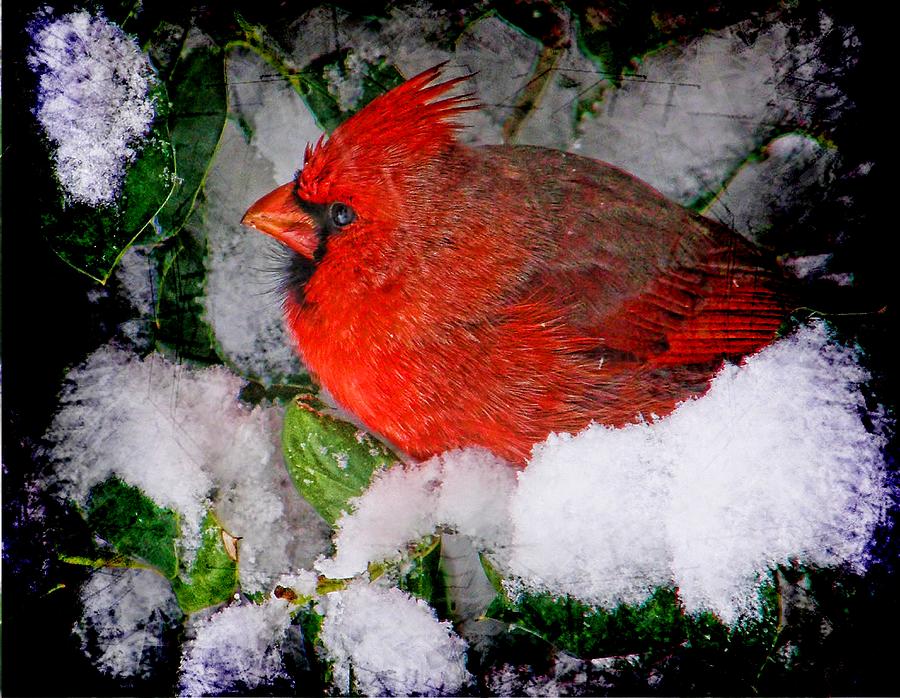 Cardinal Photograph - Cardinal in Snow by Shannon Story