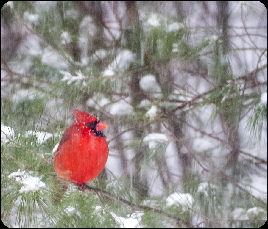 Cardinal in Snow Storm Photograph by Frank Winters