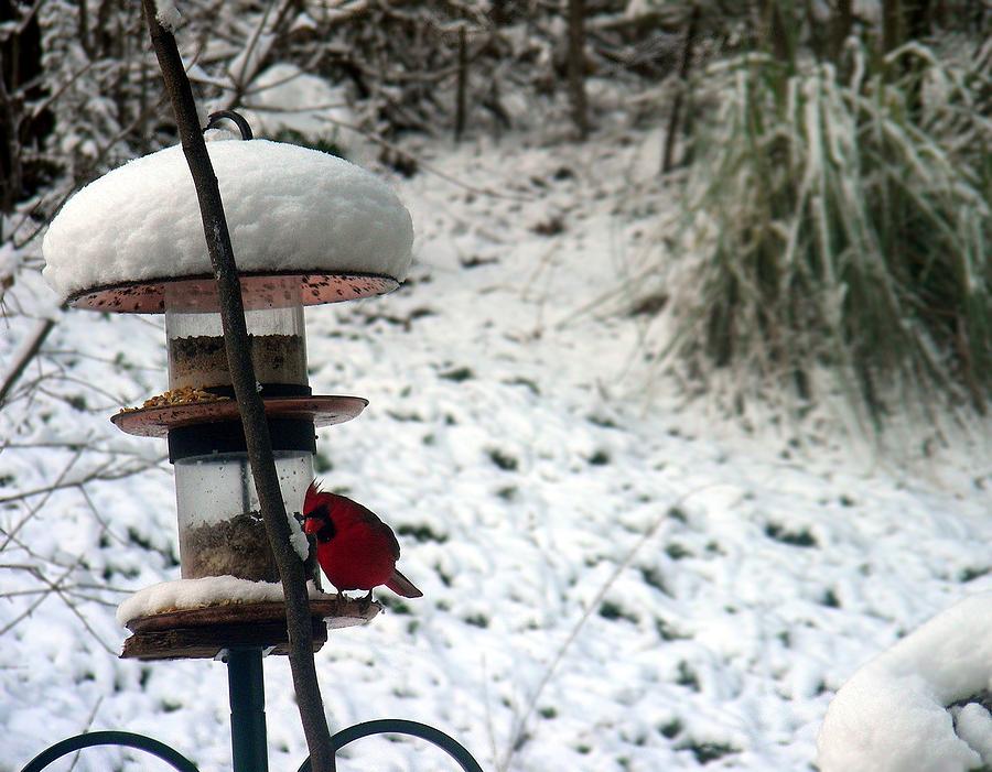 Cardinal Photograph - Cardinal in Snow by Xavier Wasp