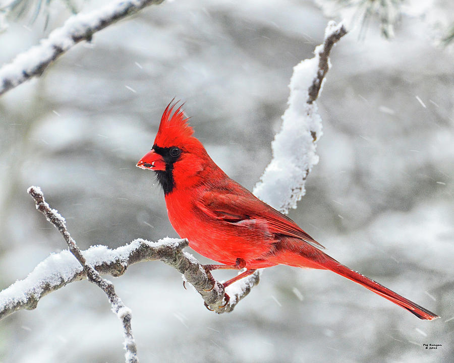 Cardinal in Snowstorm Photograph by Peg Runyan