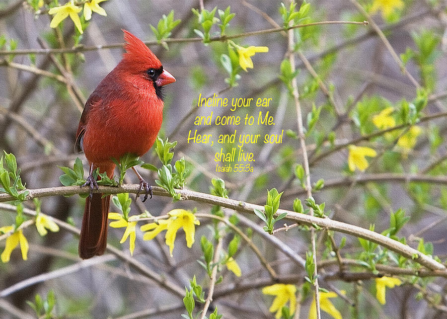 Cardinal In Spring Photograph by Cheryl Birkhead