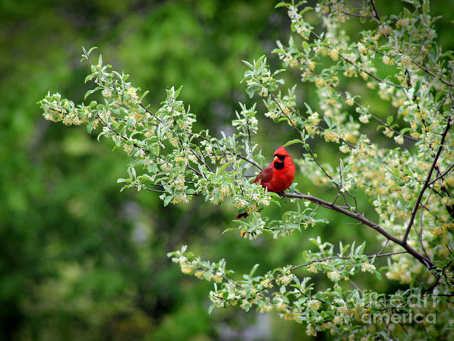 Wildlife Photograph - Cardinal in Spring by Karen Adams