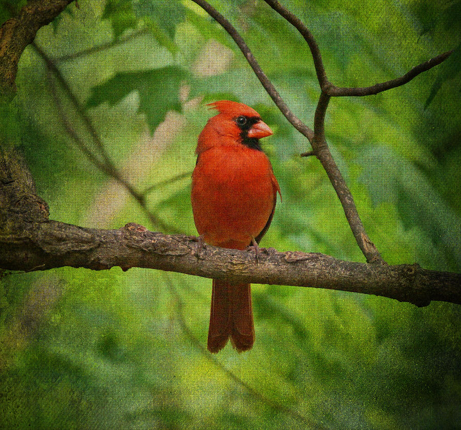 Cardinal in Spring Photograph by Sandy Keeton