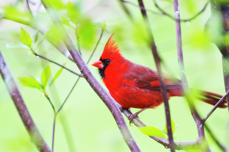 Cardinal In Spring by Straublund Photography