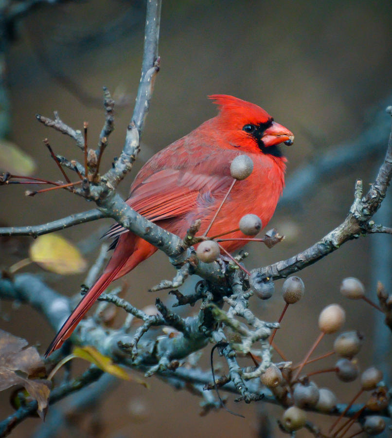 Cardinal Photograph - Cardinal In The Berries by Kerri Farley