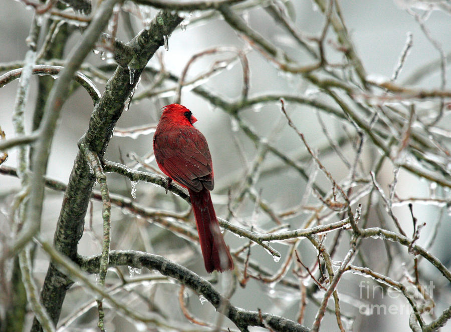 Cardinal in the Crystal Palace Photograph by Butch Lombardi