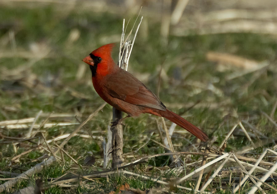 Cardinal in the Field Photograph by Holden The Moment