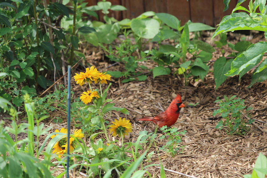 Cardinal in the Gardner Photograph by Denise Cicchella