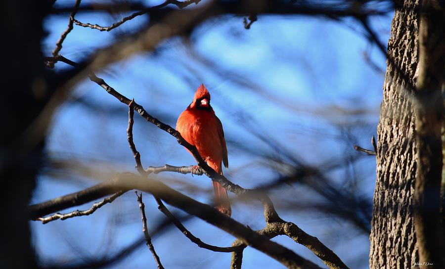 Cardinal in the Midst Photograph by Maria Urso