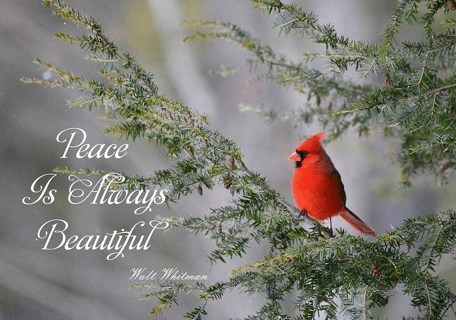 Cardinal in the Pines with Whitman quote Photograph by Judy Genovese
