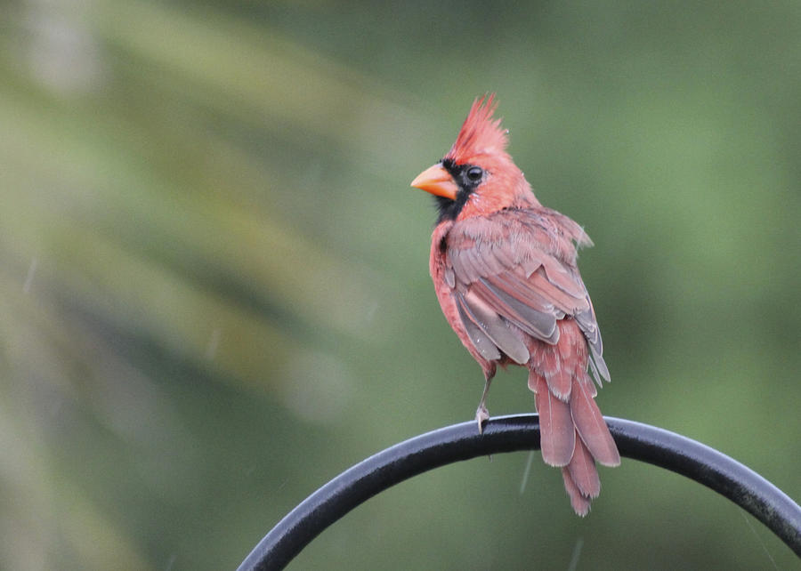 Cardinal in the Rain Photograph by Jeanne Juhos