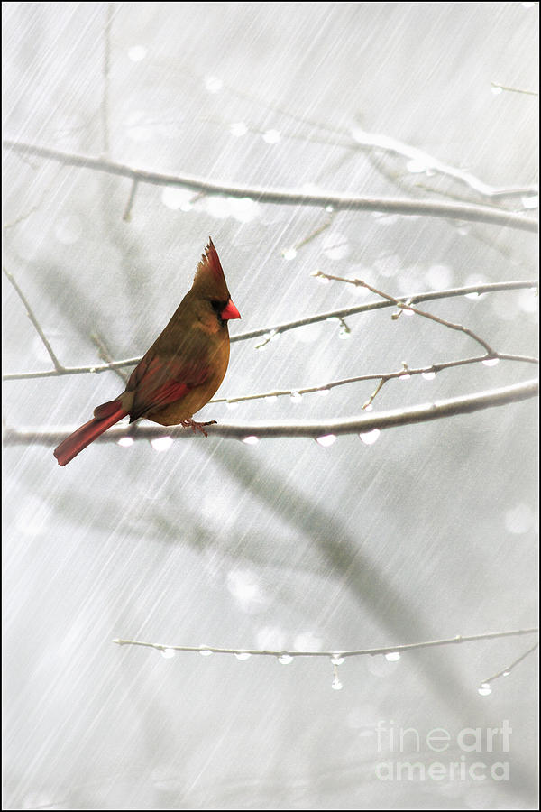 Nature Photograph - Cardinal In The Rain by Tom York Images