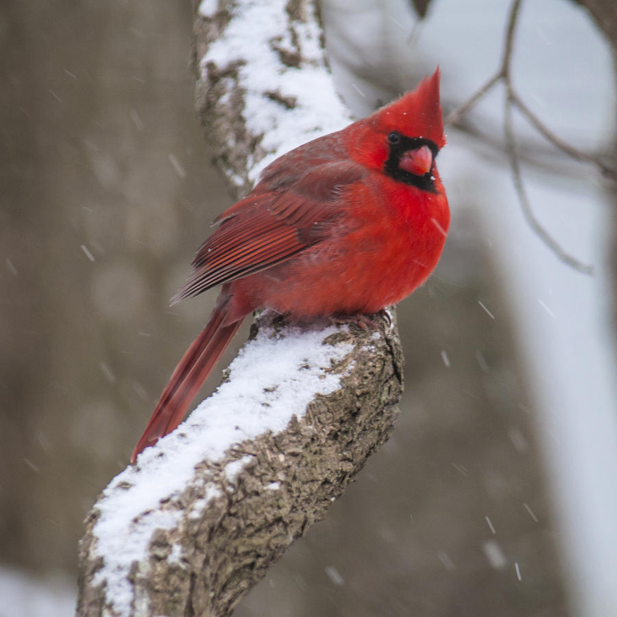 Cardinal In The Snow Photograph by Cathy Kovarik