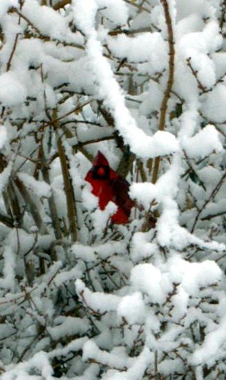 Cardinal In The Snow Photograph by Cathy Shiflett