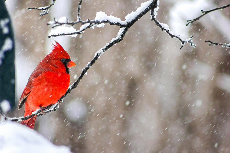 Cardinal Photograph - Cardinal in the Snow by Jackie Novak