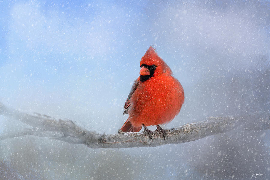Cardinal Photograph - Cardinal In The Snow by Jai Johnson